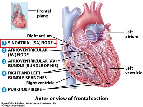 Nodus sinoatrial